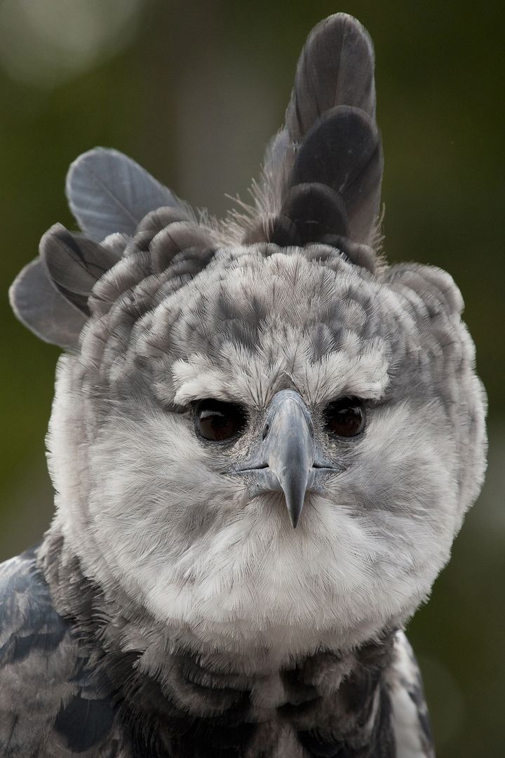 Harpy Eagle