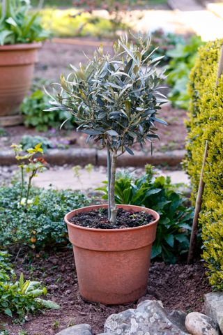 miniature olive tree in pot in spring garden