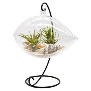 8 Inch Hanging Glass Diy Indoor Air Plant Terrarium Kit With Live Tillandsia Ionantha Air Plants and Terrarium Accessories for Indoor Gardens and Home Décor (glass Dome)