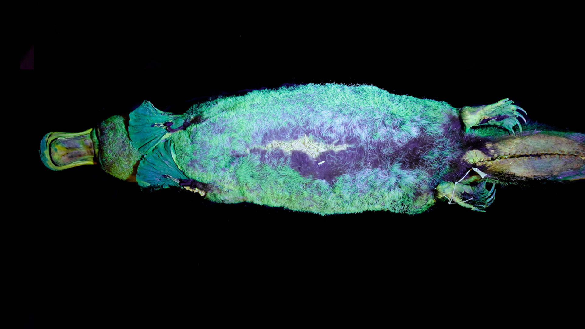 Photographs of museum specimens in ultraviolet light revealed the platypus's secret glow.