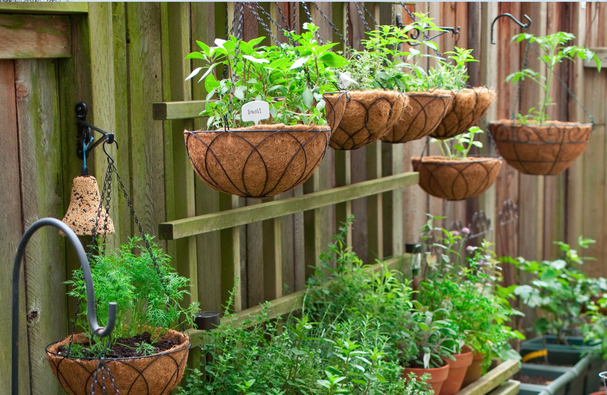 Container gardening is a way for people living in urban areas to enjoy the benefits of gardening. Shown here is an example of an herb and vegetable garden using hanging baskets.