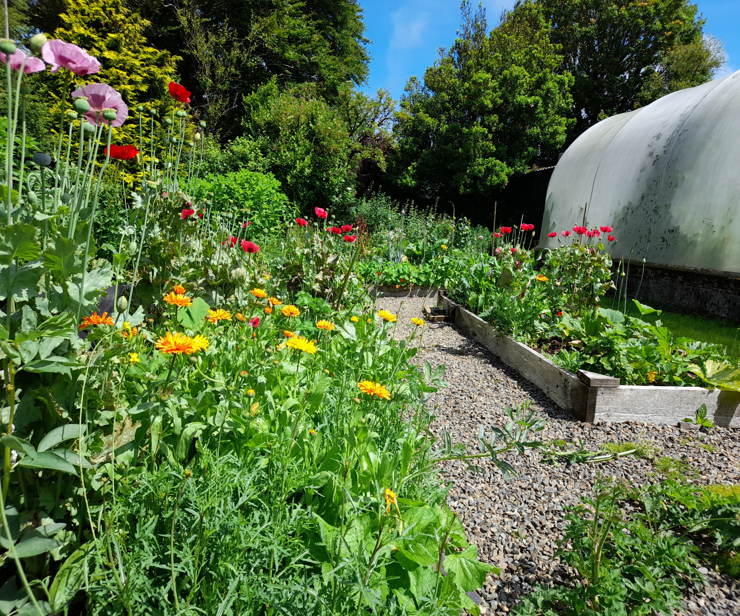 The training garden on Kim Stoddart's smallholding