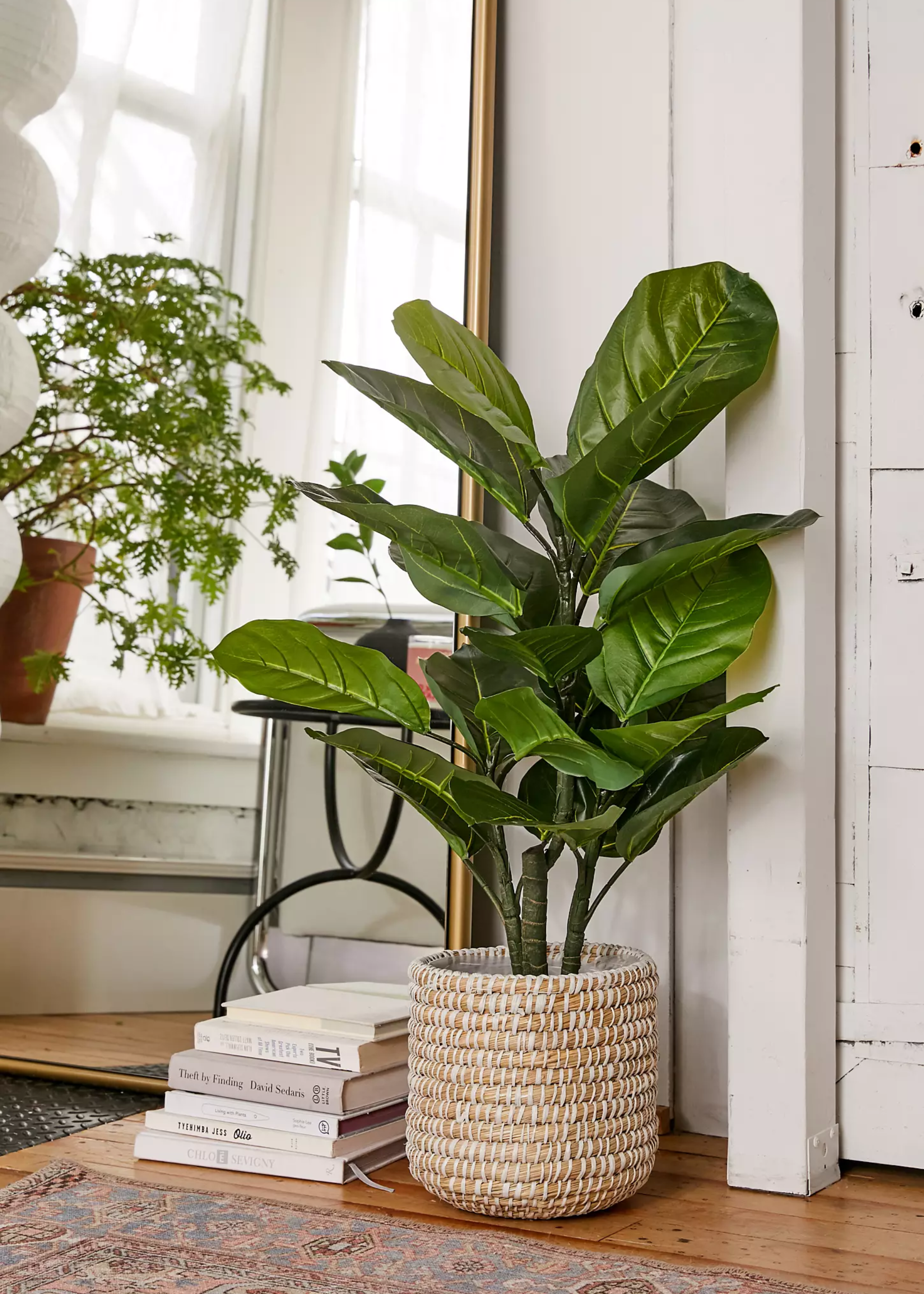 A large rubber plant in a woven planter on the floro near a stack of books and a large mirror