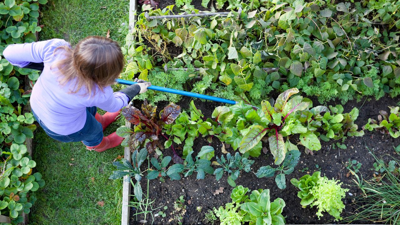 weeding in garden to prevent pests