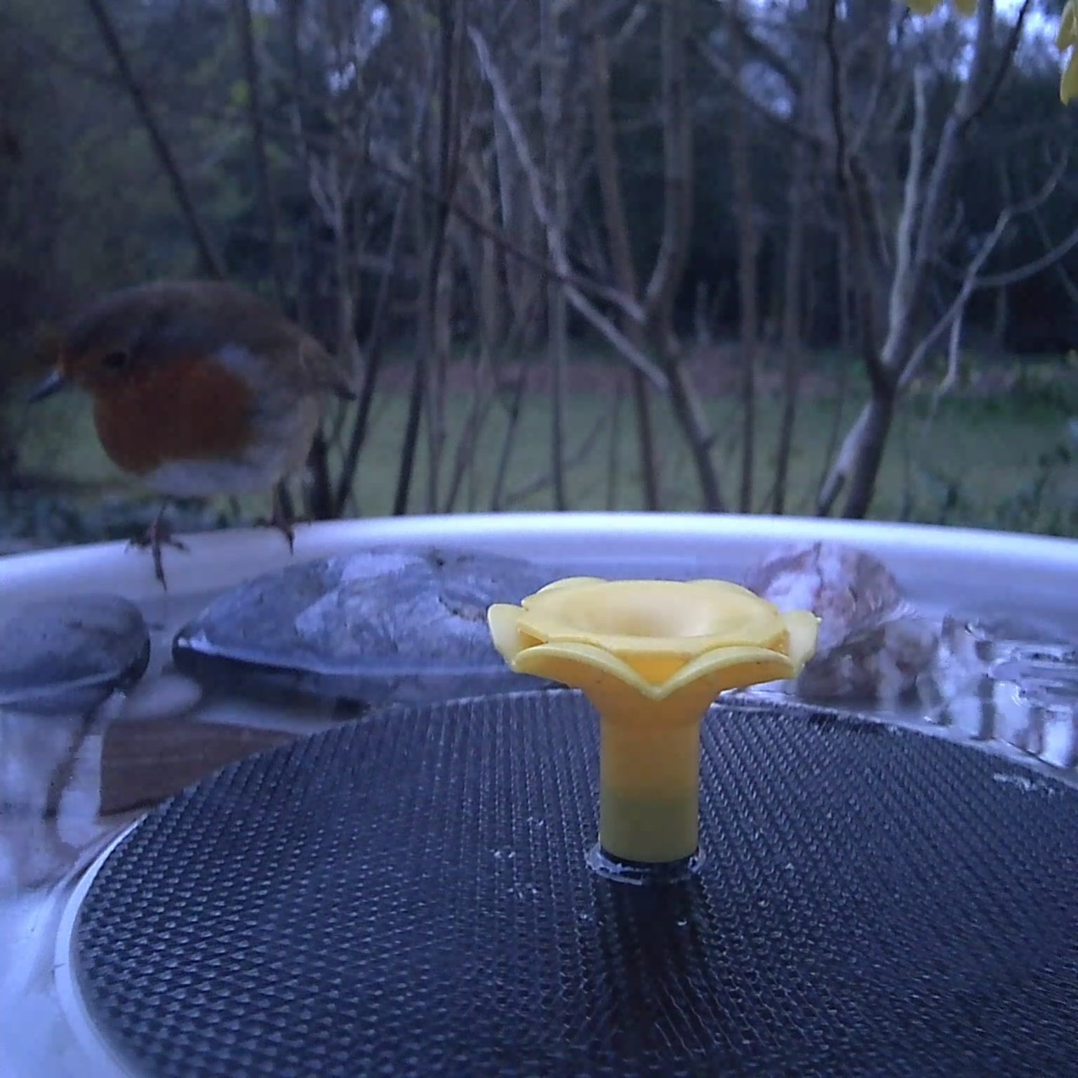 View from the Birdfy Bird Bath Pro's camera, set in a wild garden among trees, with a European Robin visiting the device
