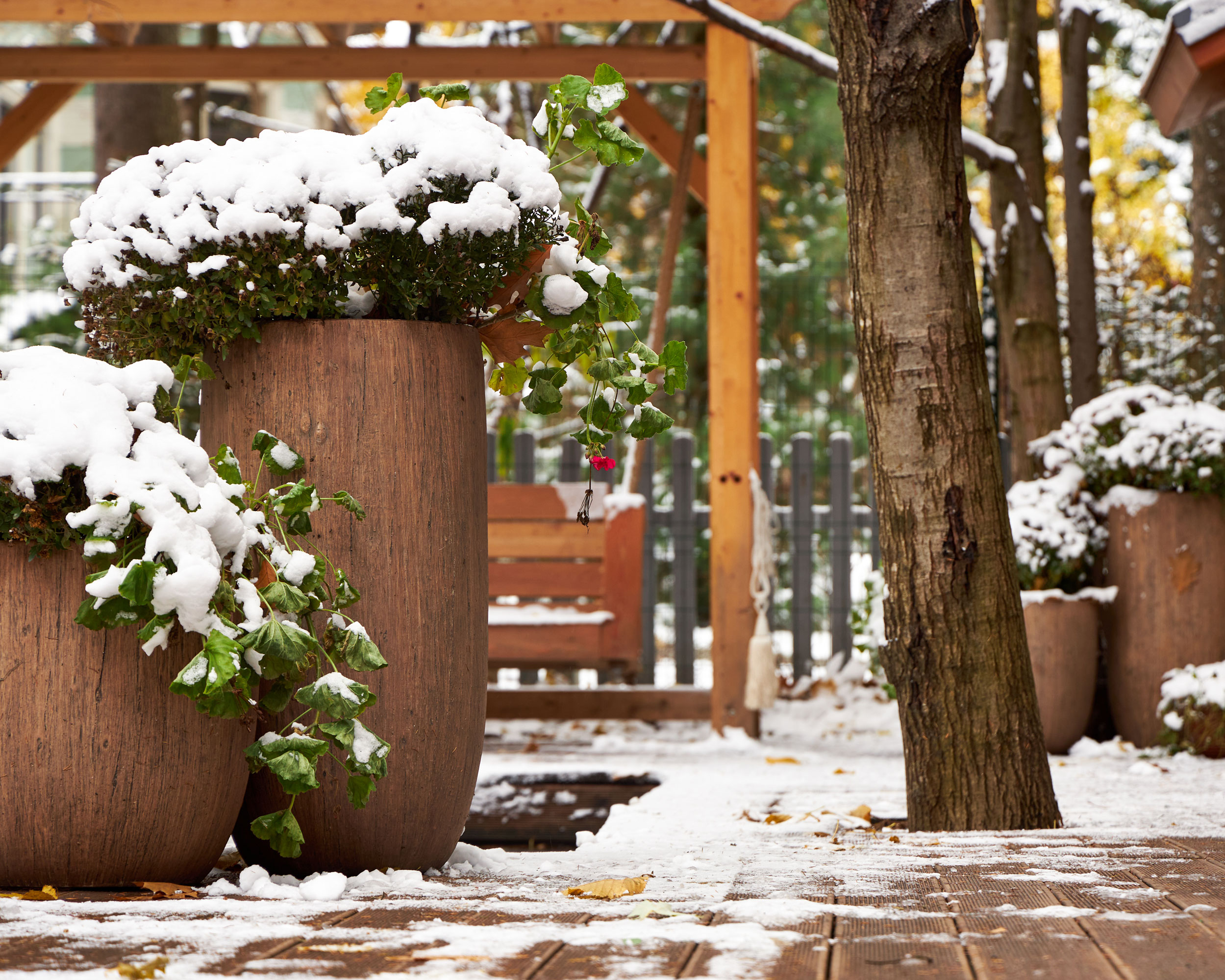 snowy winter garden with large containers filled with snow covered plants, pergola, tree trunk and paving covered with snow