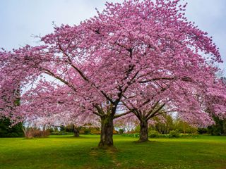 Pink flowering cherry trees
