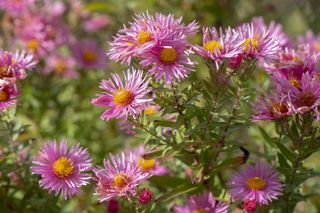 A bunch of pink aster flowers