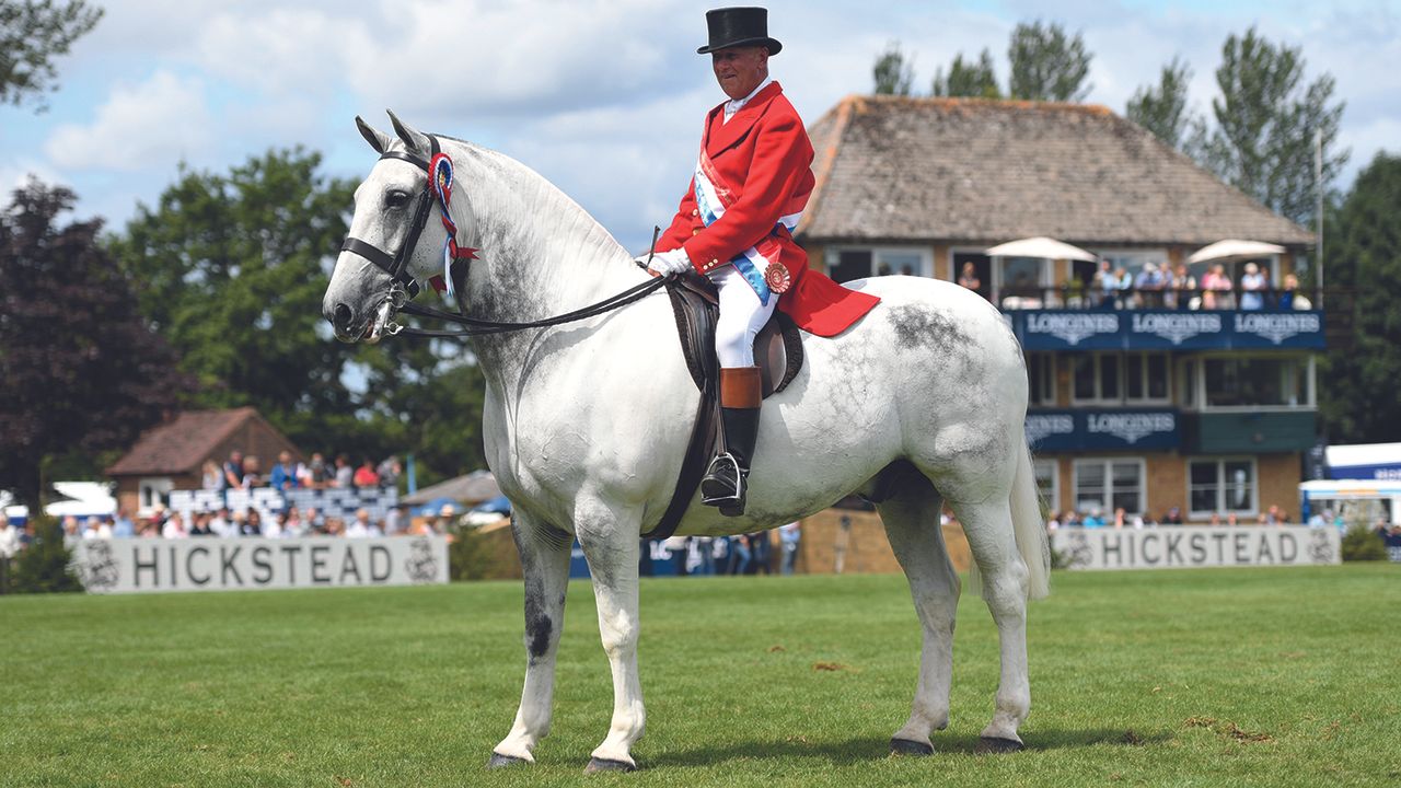 Grey cob in the show ring, Our Cashel Blue