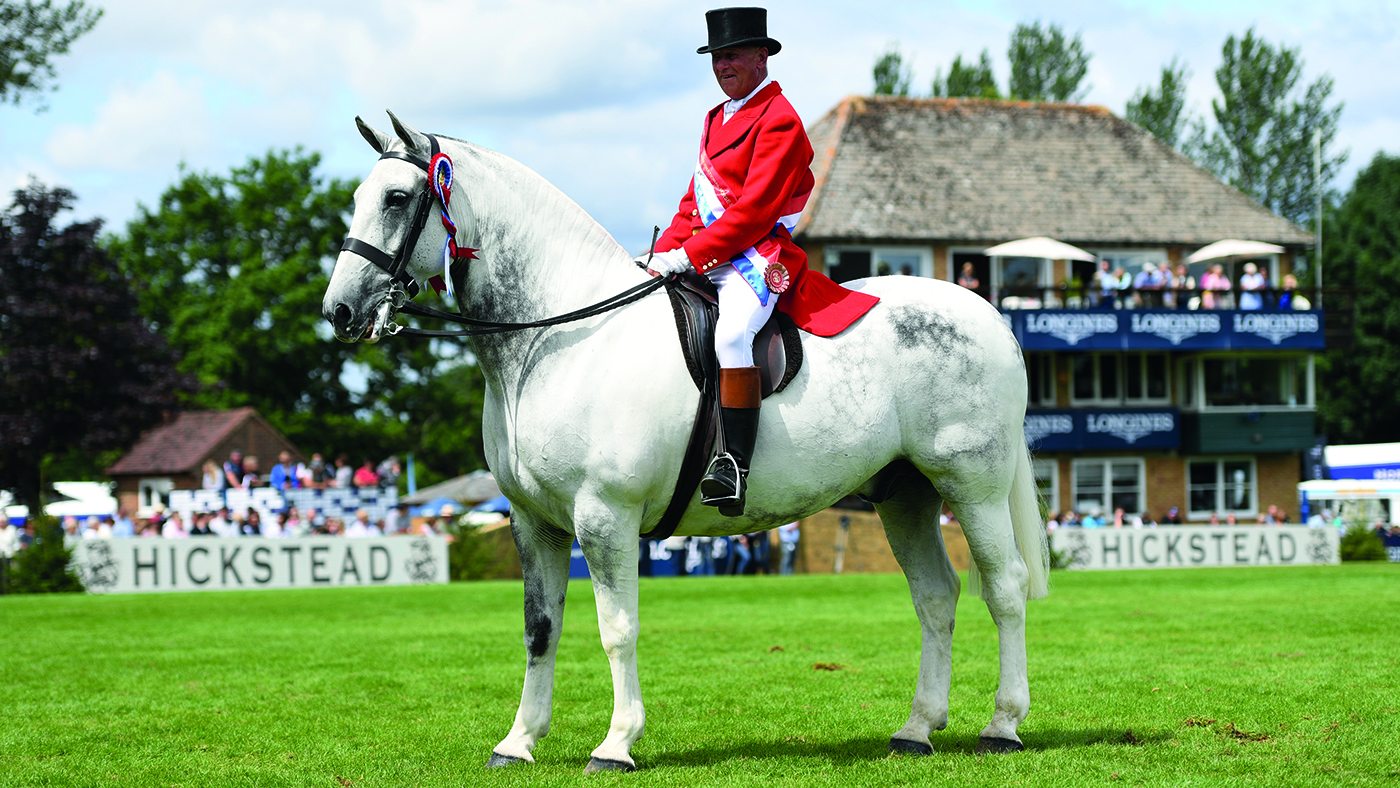 Grey cob in the show ring, Our Cashel Blue