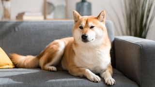 shiba inu on a couch