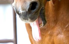tongue-out.jpg