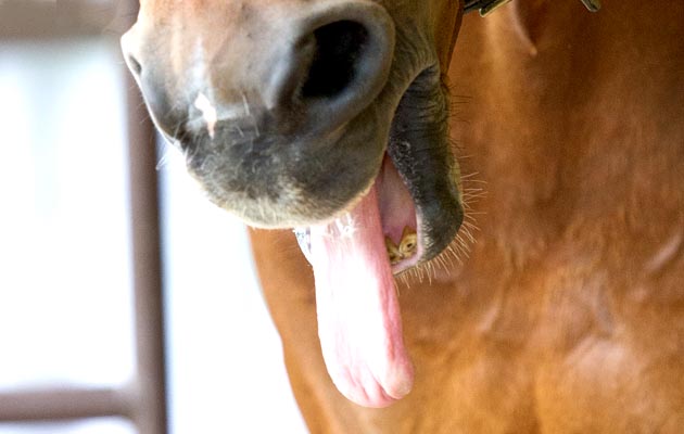 tongue-out.jpg