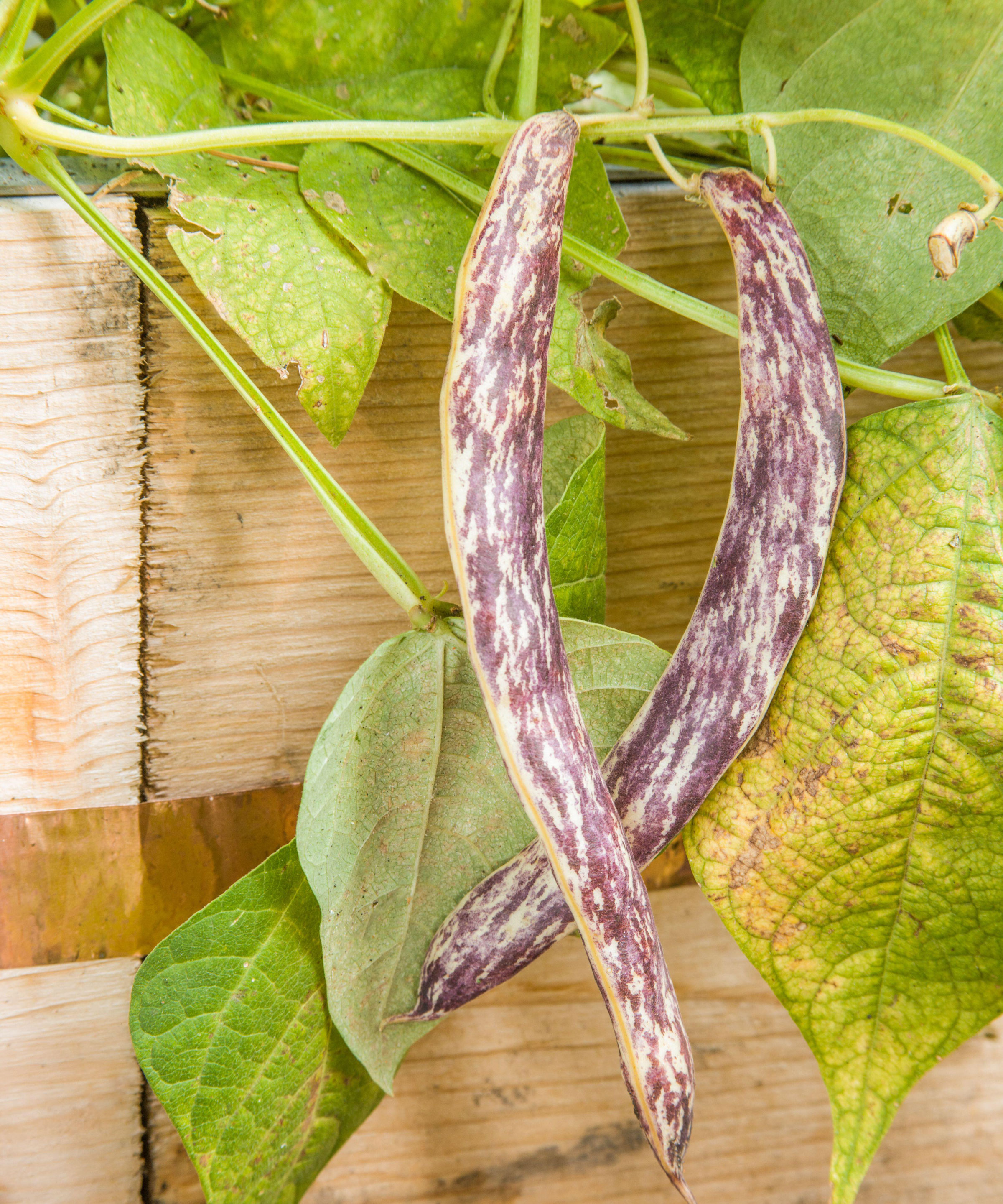 dragon tongue beans in pods with green foliage against wooden slats