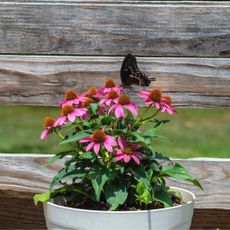 Butterfly on Potted Coneflower