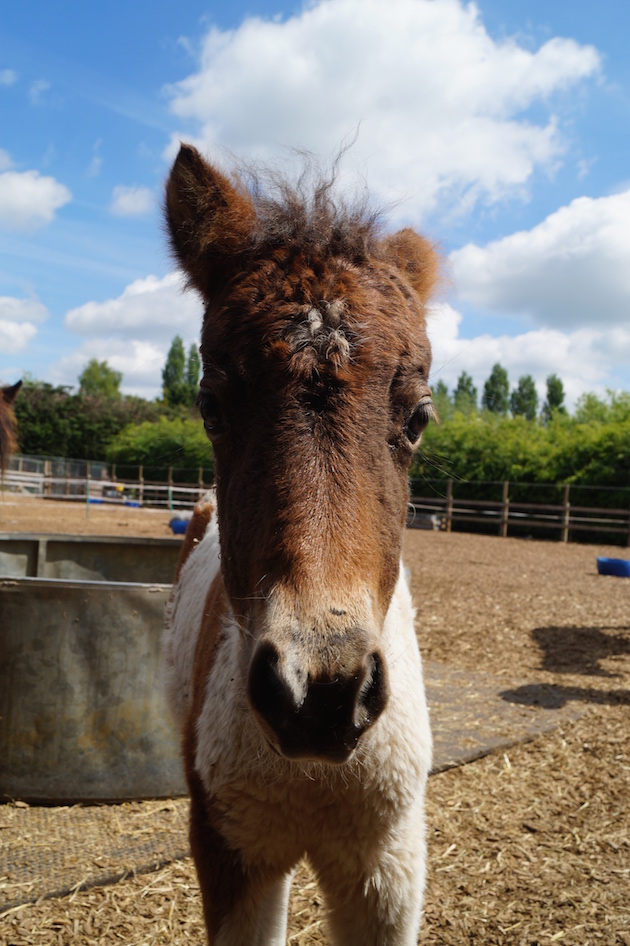 redwingshorsesanctuary_44132767908.jpg