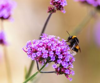 bee on purple verbena flower head