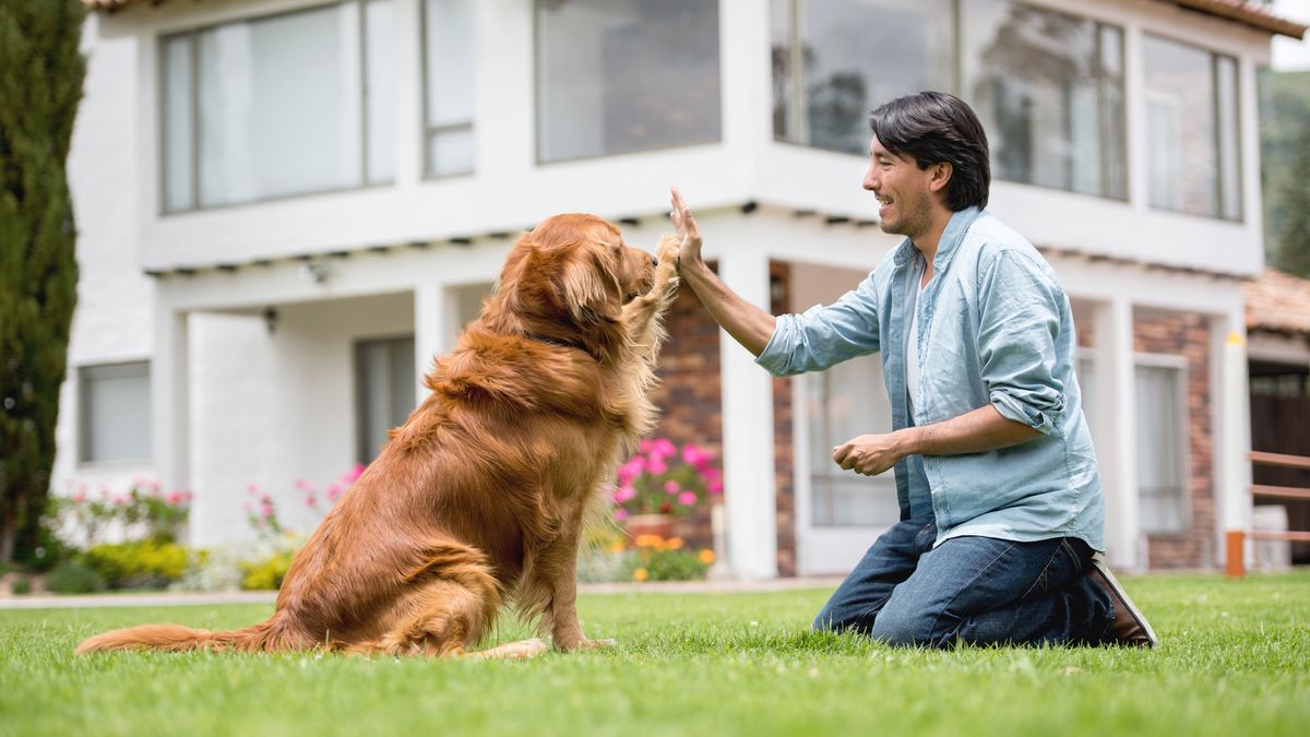 Man doing high five with retriever dog