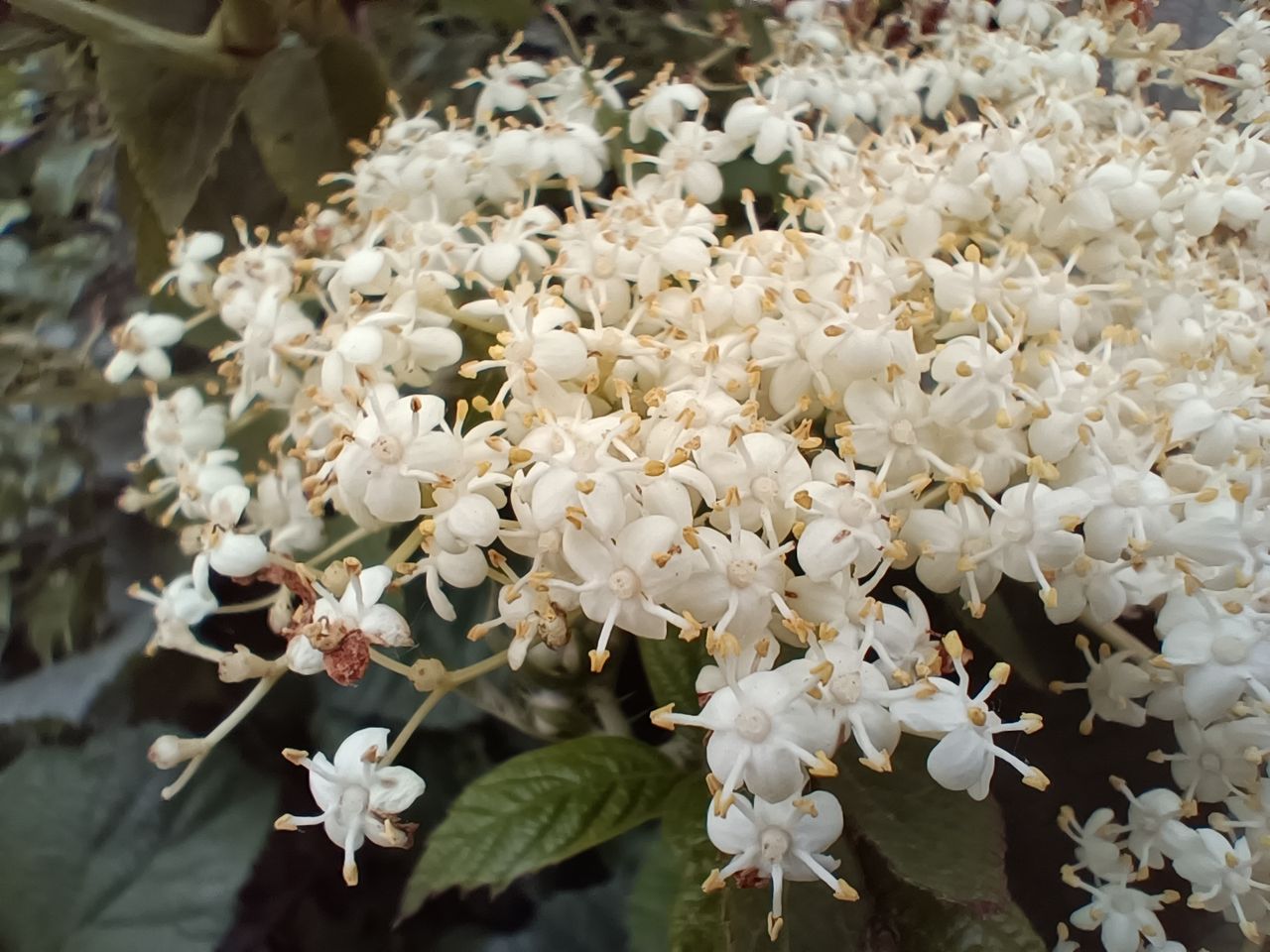 An Oppo Find X5 Lite camera sample