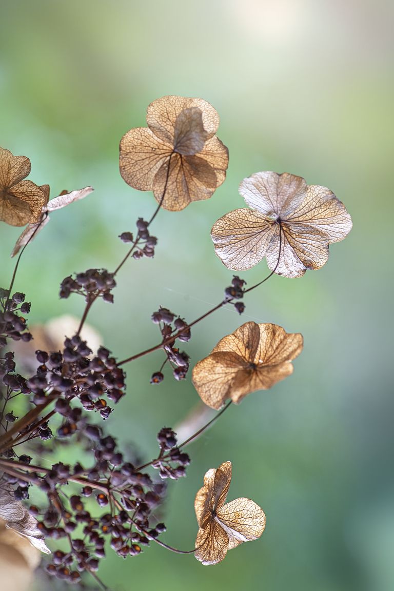 Should I cut back hydrangeas in the fall? Expert advice for perfect blooms Homes & Gardens