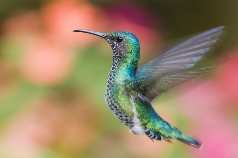 Images: Beautiful Hummingbirds of the World | Live Science