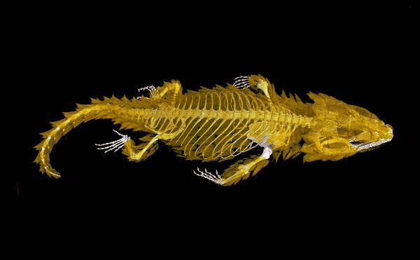 CT Scan Armadillo Lizard DO NOT REPUBLISH