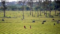 A farm in India with trees and buildings in the background
