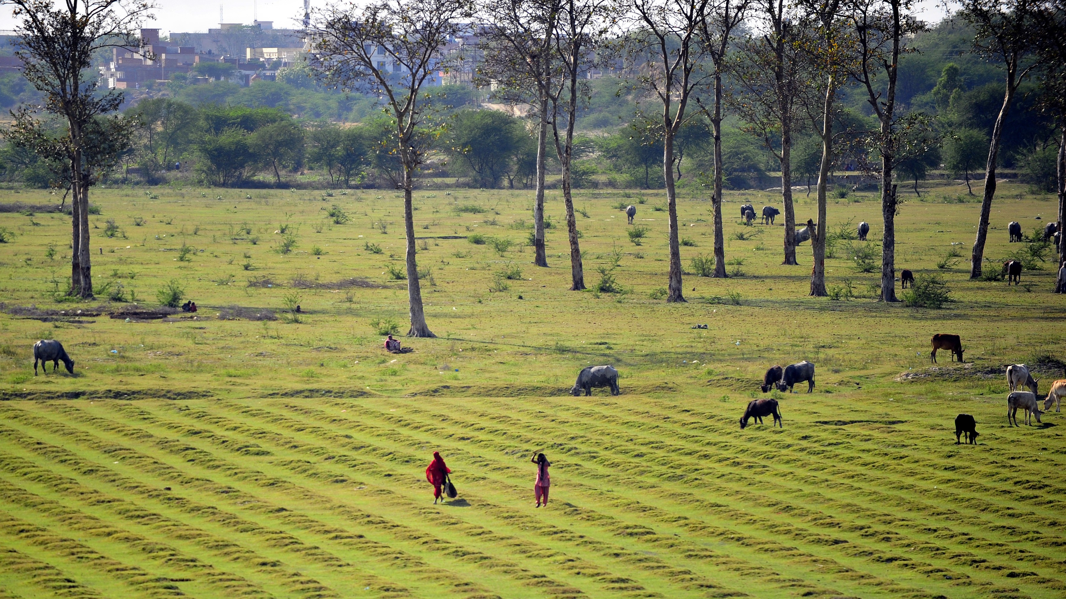 A farm in India with trees and buildings in the background