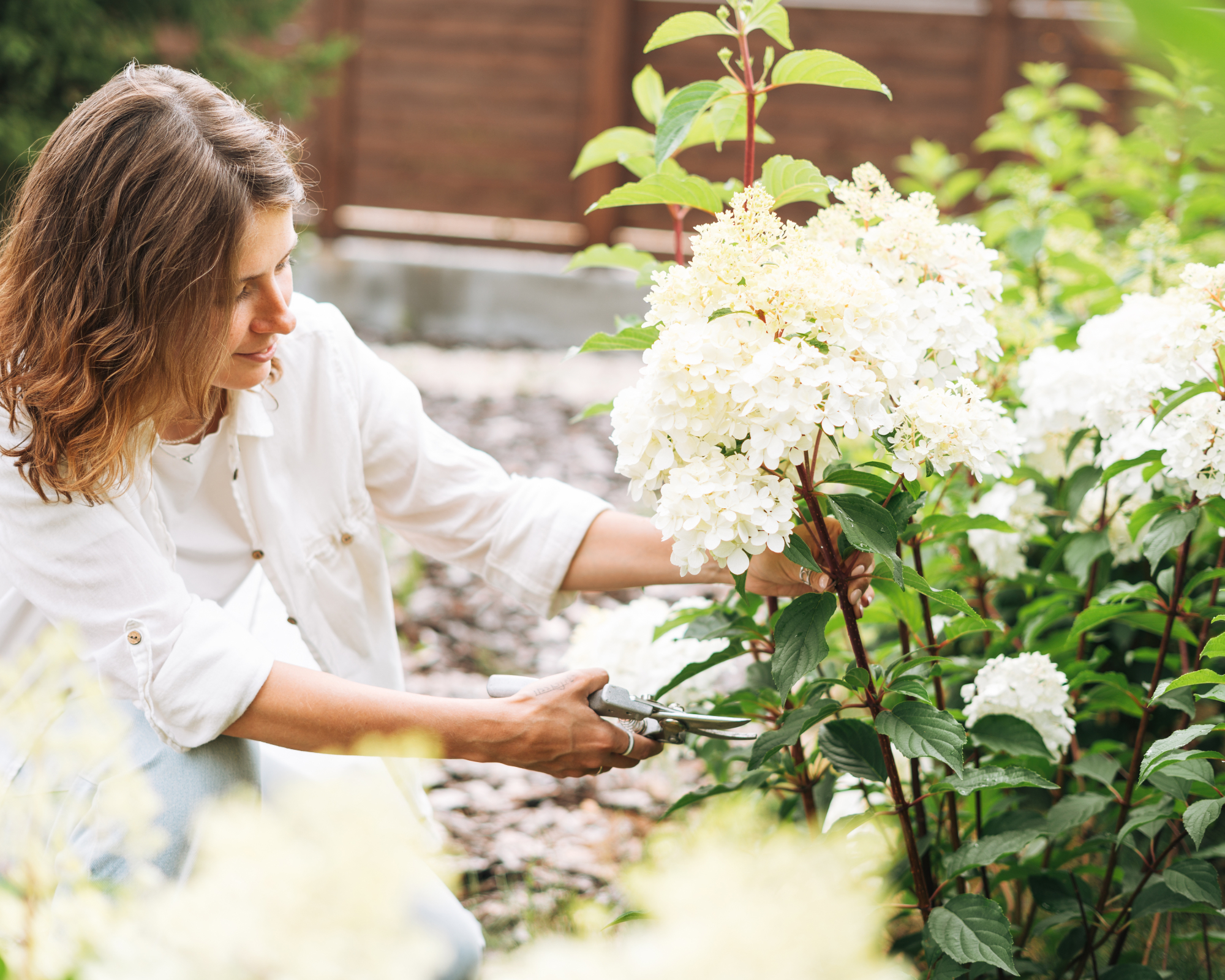 woman pruning panicle hydrangea