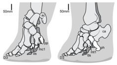 Elephant fore (left) and hind (right) feet in side view, showing the false "sixth toe" (in white; labelled pp or ph) in the back of the foot.