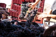 Cerasuolo di Vittoria