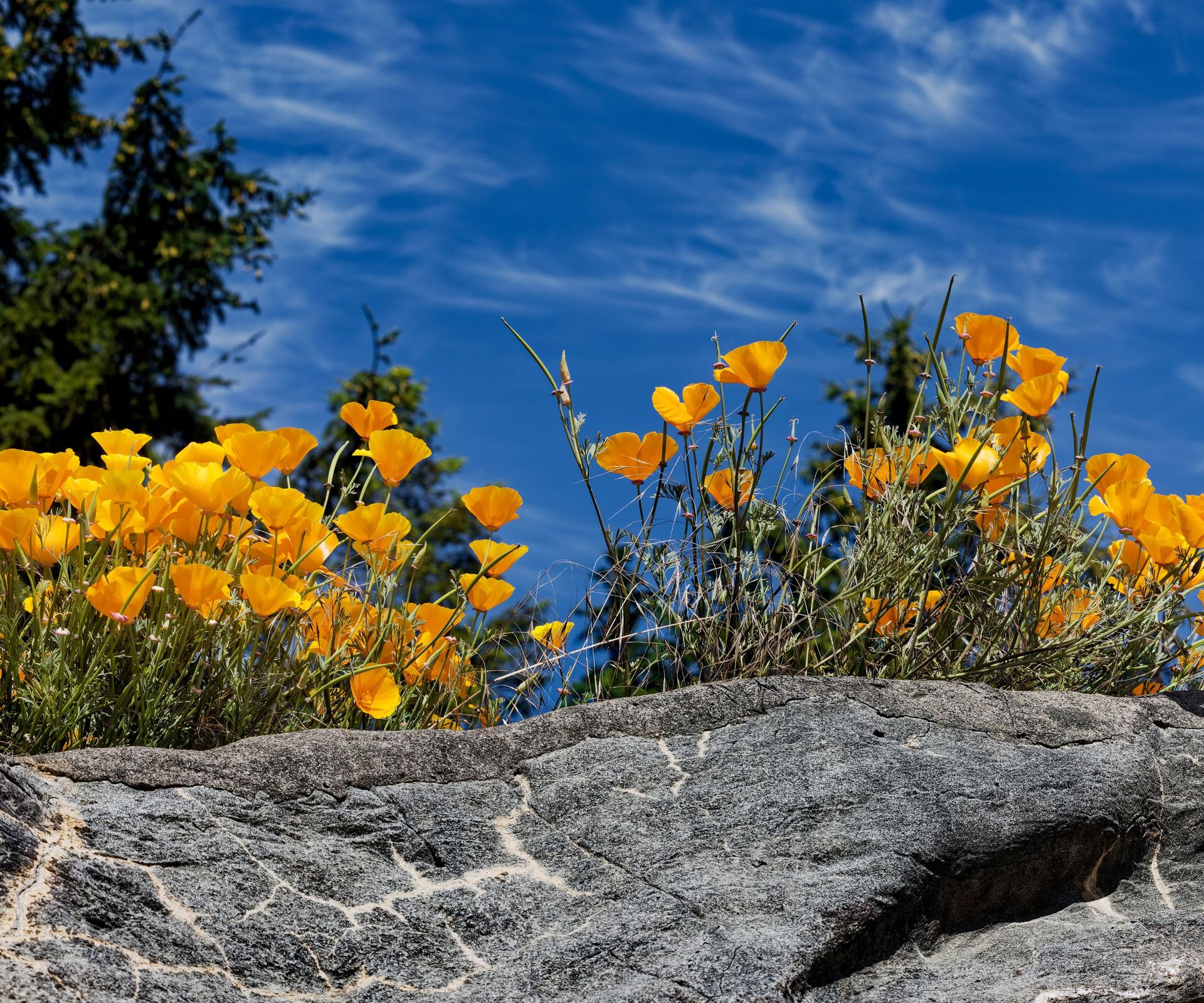 California poppies growing on a ridge in Portland, Oregon.