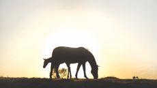 HAH00.lb_FOALSTOCKSHOOT.FOAL_STOCK_SHOOT_BOOTS_AND_HOOVES_FUTURE_OWNS20240809_1009.jpg