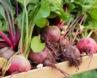 Chioggia beetroot freshly harvested and gathered on a tray