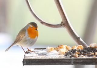 Robin red breast on a bird table in a snowy garden