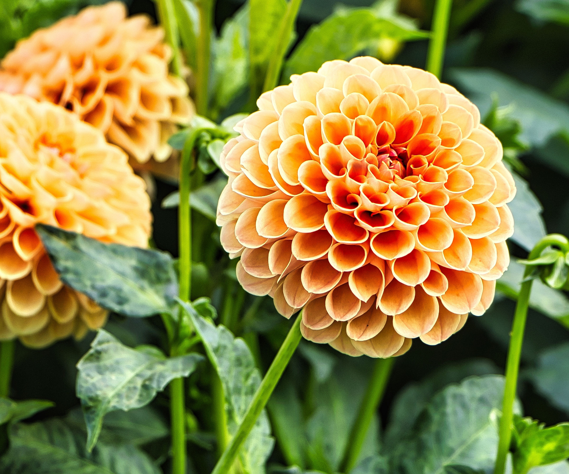 dahlia pompon ball flower heads in garden