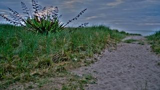 Sandy path on the beach at Rosslare, with plants on both sides
