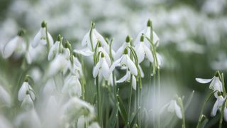 White snowdrop flowers in woodlands with blurred foreground and background