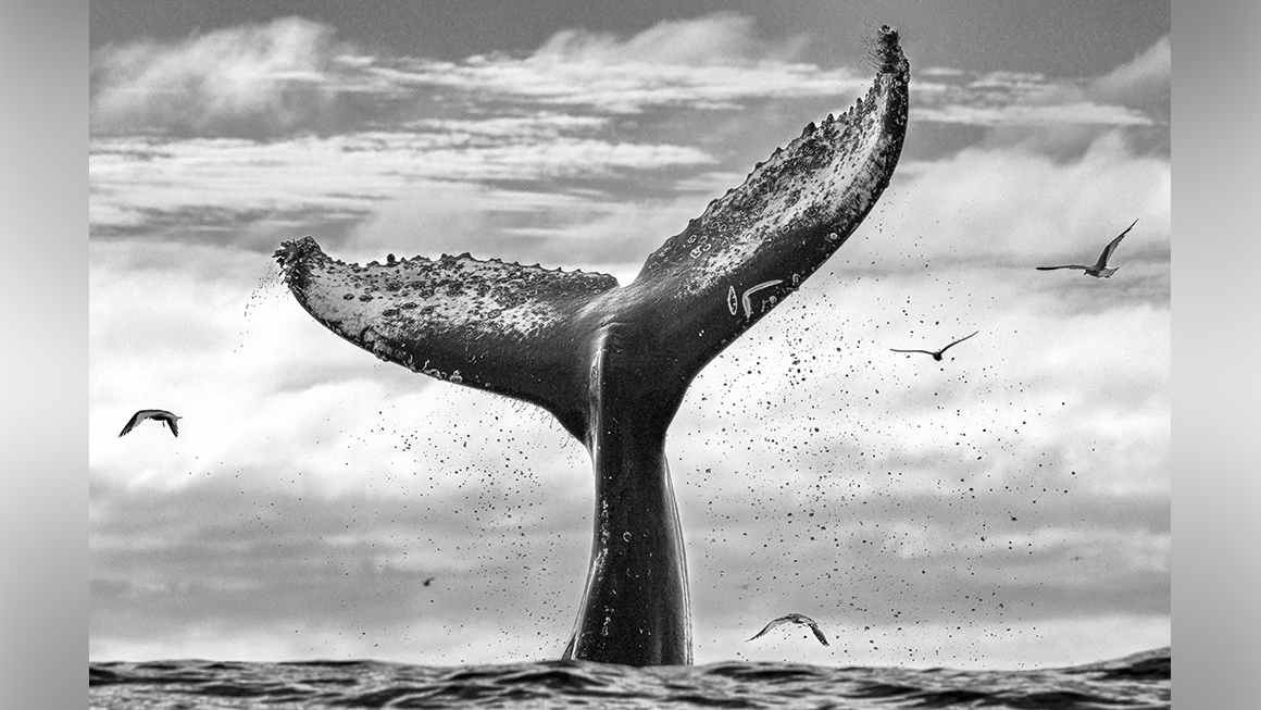 Photo of humpback whale off the coast of South Africa taken by wildlife photographer Chris Fallows 