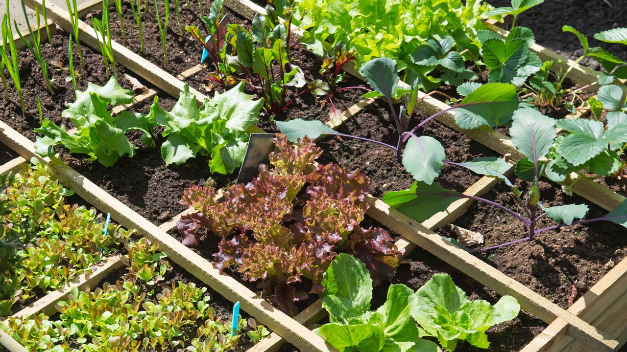 Square foot raised bed divided into squares