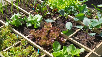 Square foot vegetable raised bed divided into squares