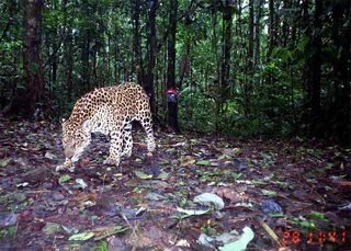 do jaguars travel in packs