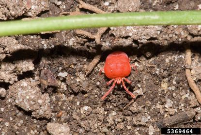 Red Chigger Bug In A Garden