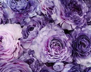 A closeup of a bouquet of violet roses