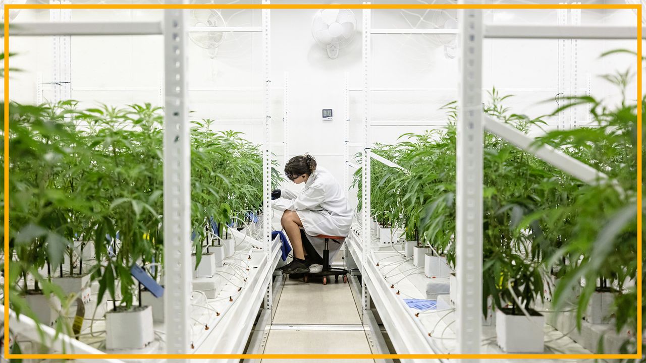 'Rescheduling' cannabis would ease restrictions on science, opening the door to the largest investment in cannabis research we've seen to date