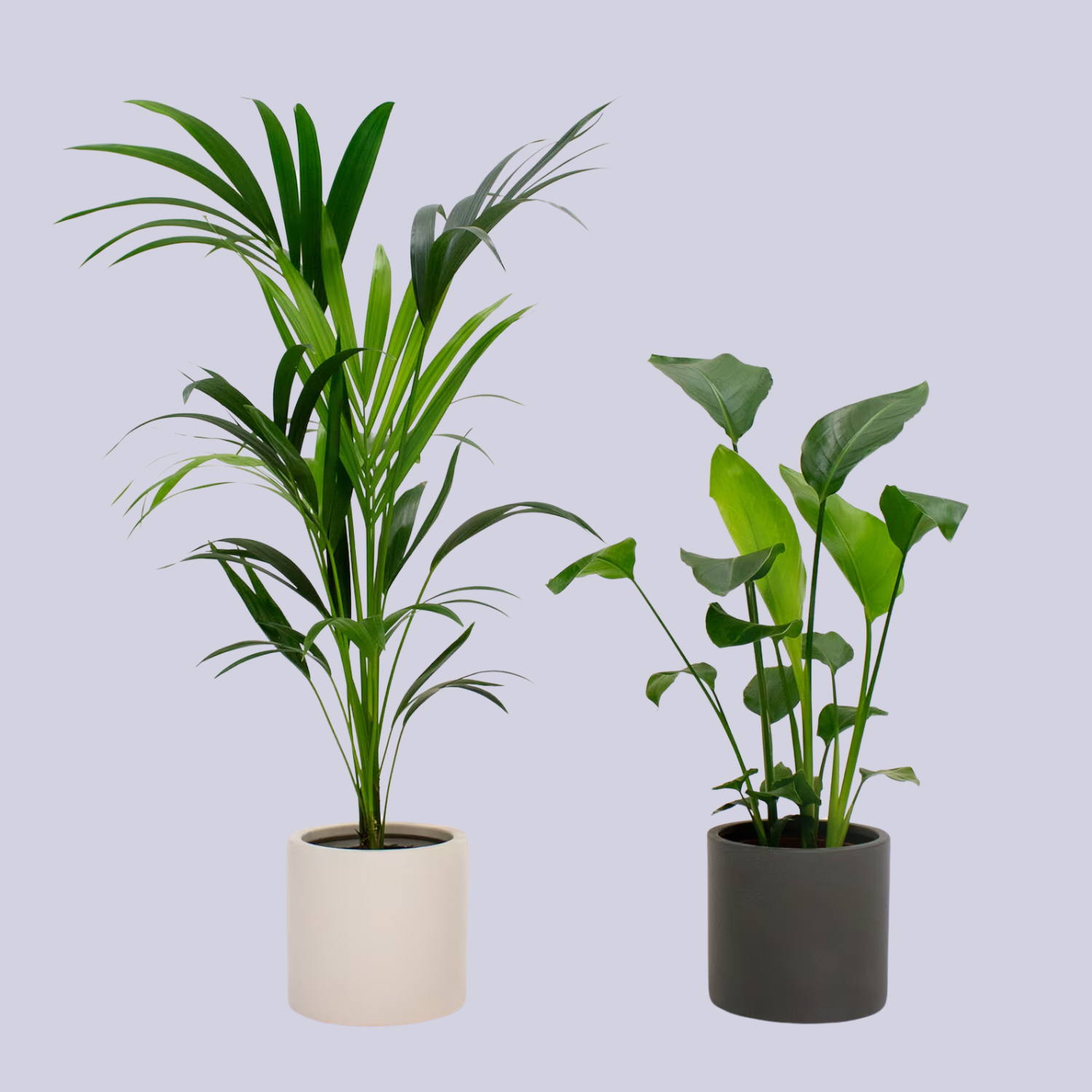 A kentia palm and bird of paradise