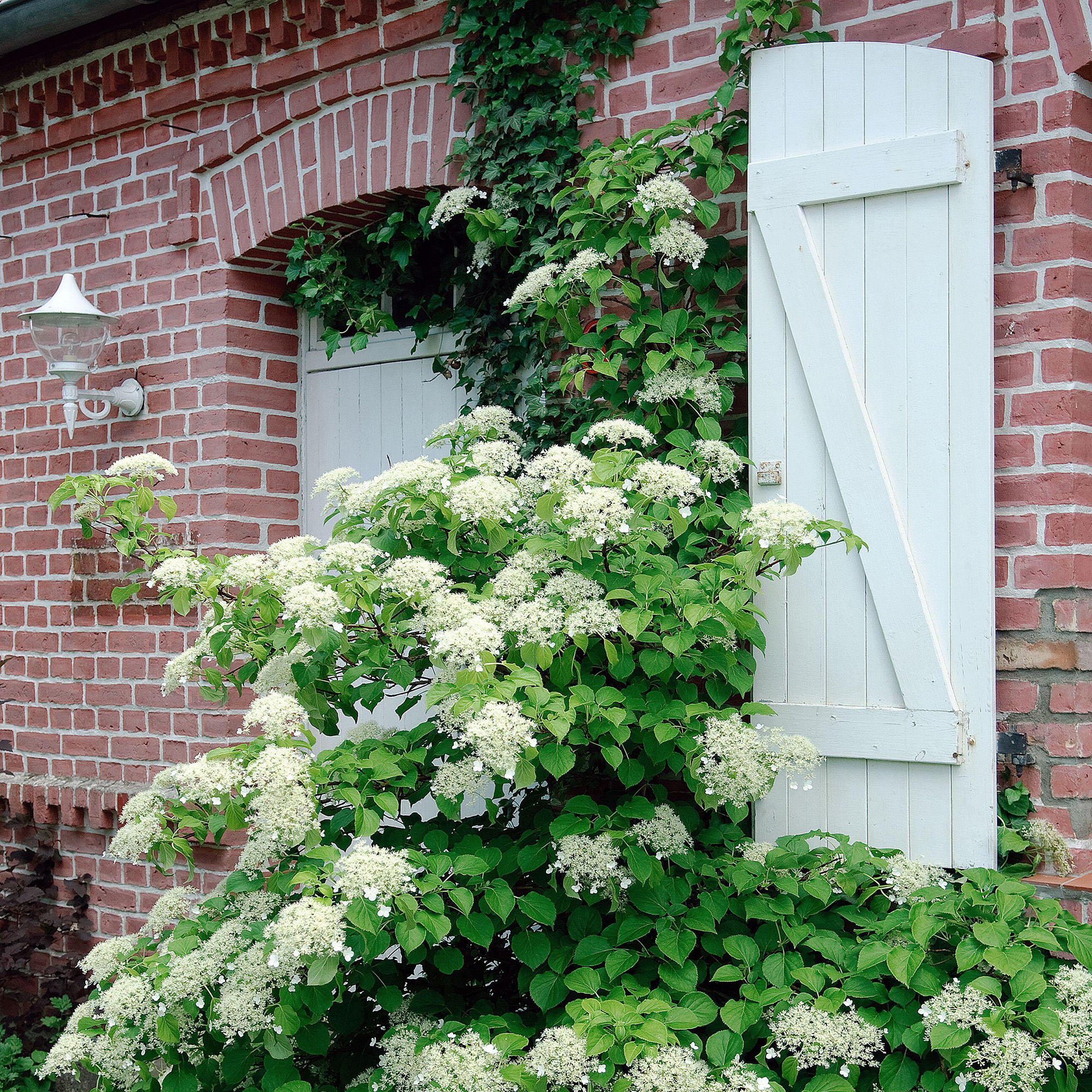 climbing hydrangea on brick wall with white shutters