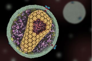This still from a video animation of HIV’s entry into a human immune cell is the first one released in Janet Iwasa’s current project to visualize the virus’ life cycle. As they’re completed, the animations will be posted at http://scienceofhiv.org.  