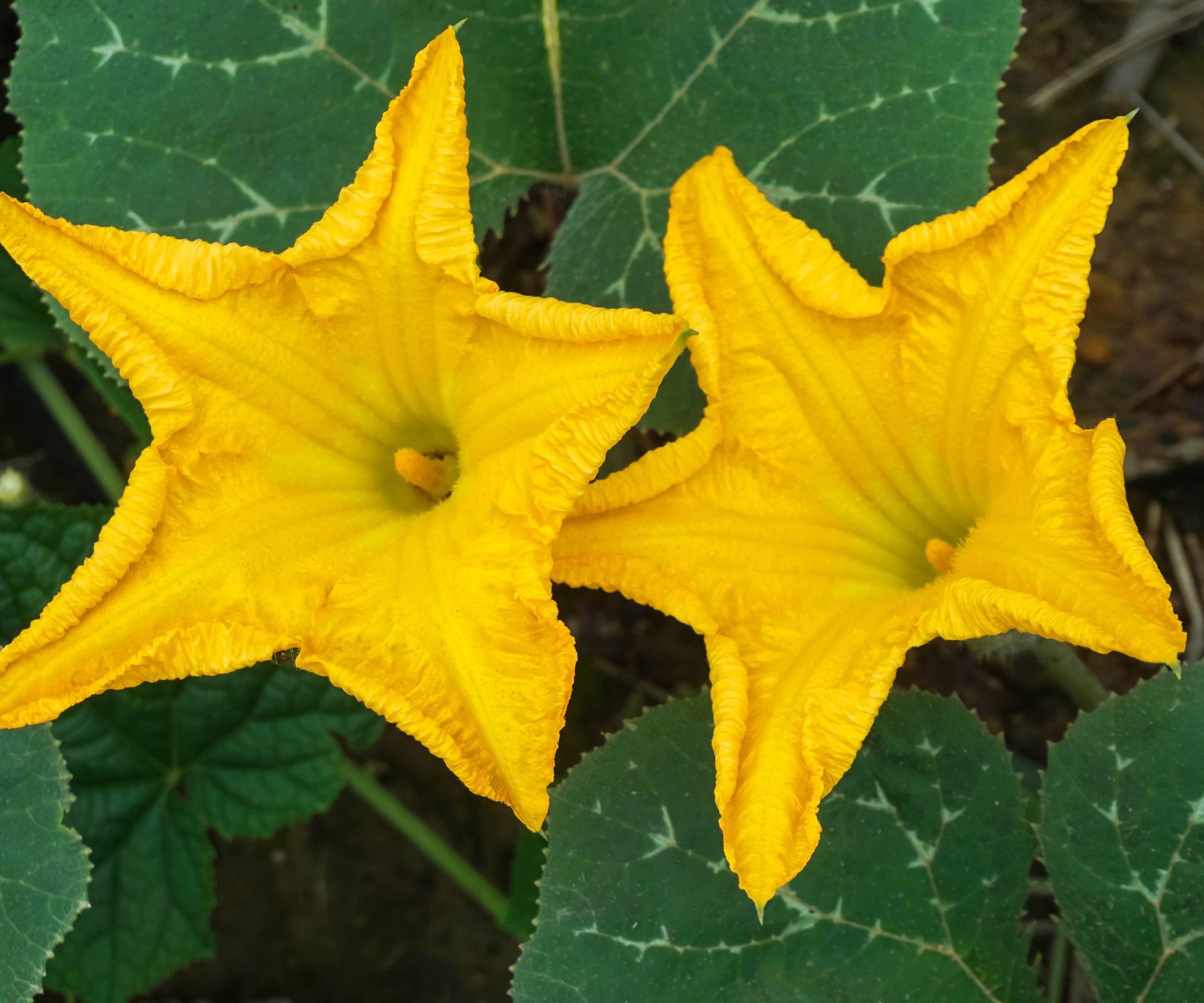 When and how to fertilize pumpkins – expert tips for giving the right nutrients at the right time 3 Pumpkin flowers and leaves