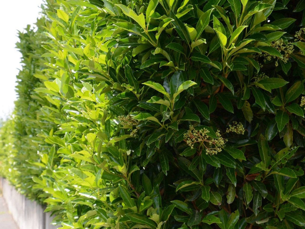 Green Viburnum Hedges